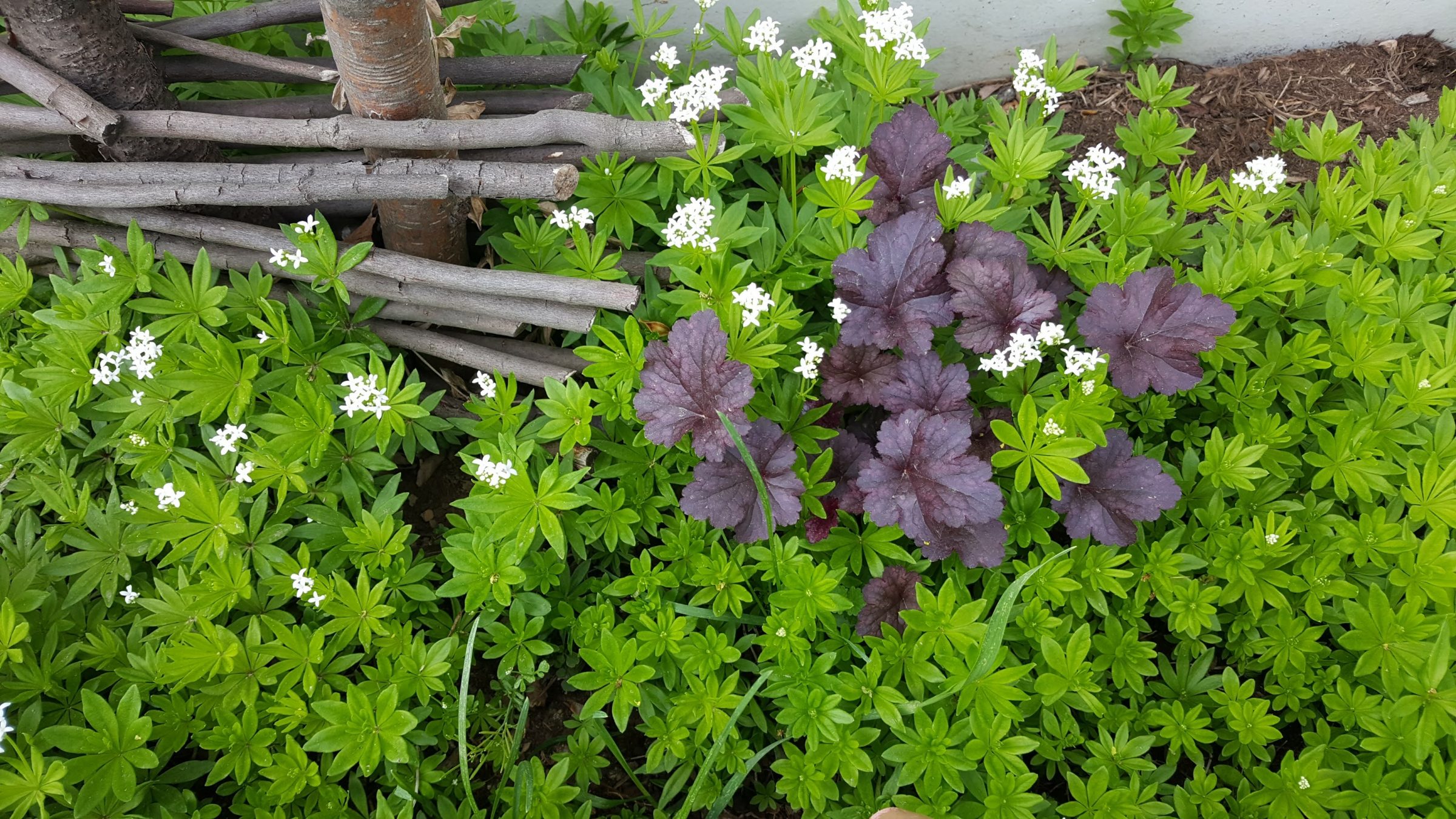 Lush green plants with small white flowers
