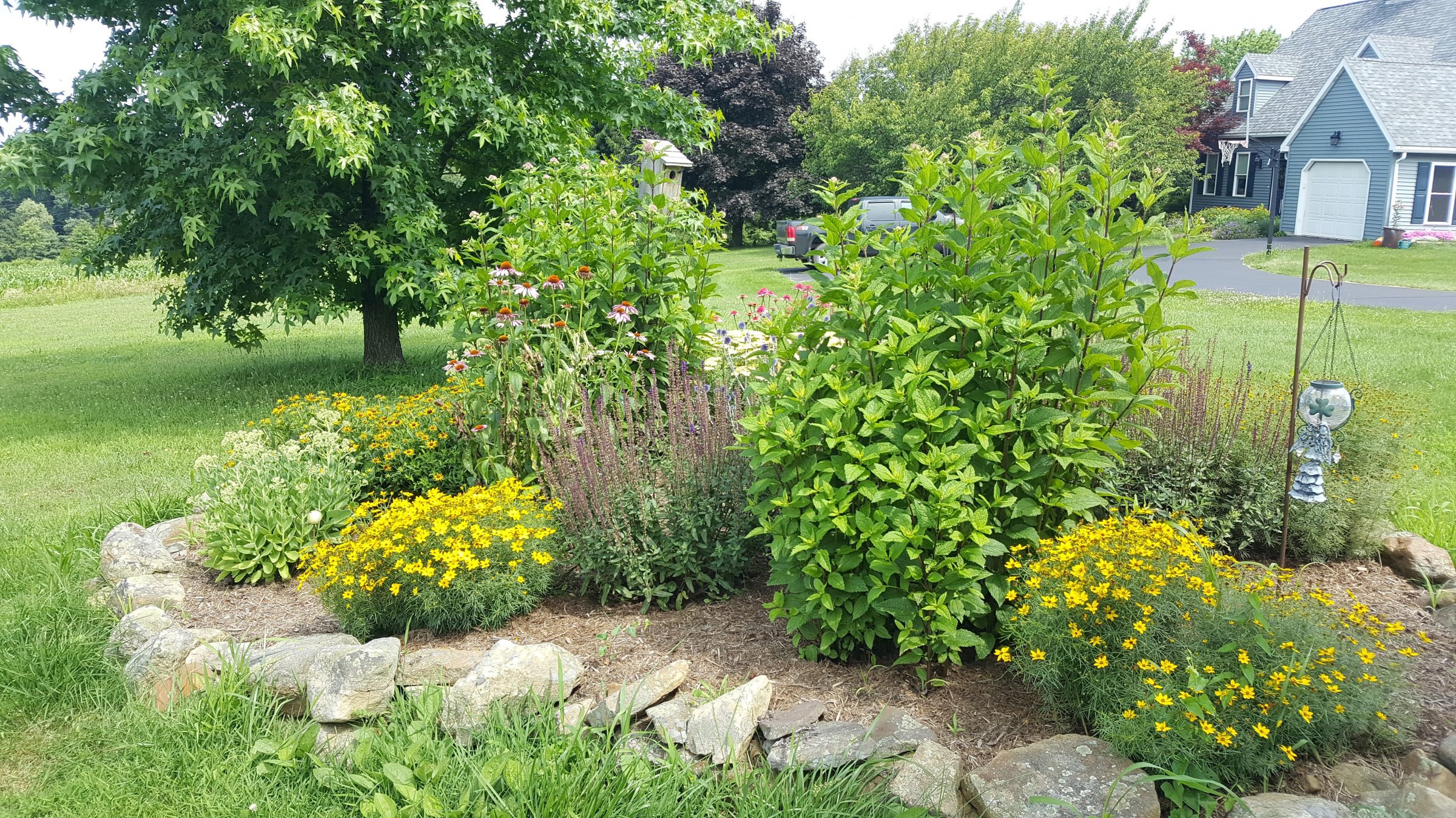 Vibrant garden with flowers and a tree