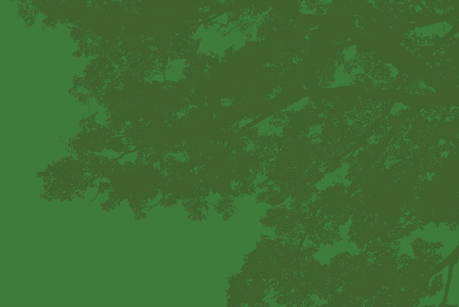 Dark green tree canopy silhouette.