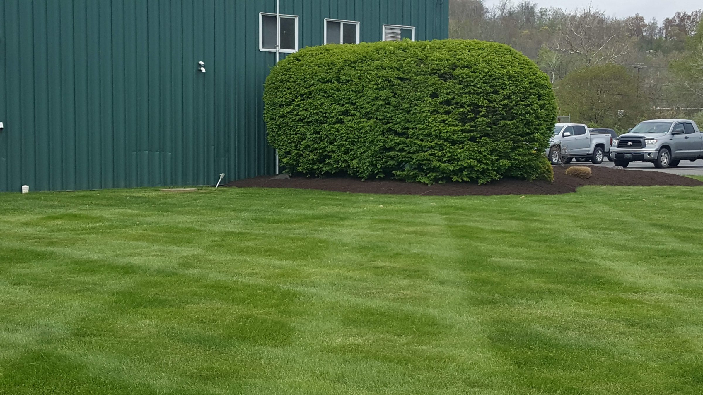 Trimmed greenery beside green building