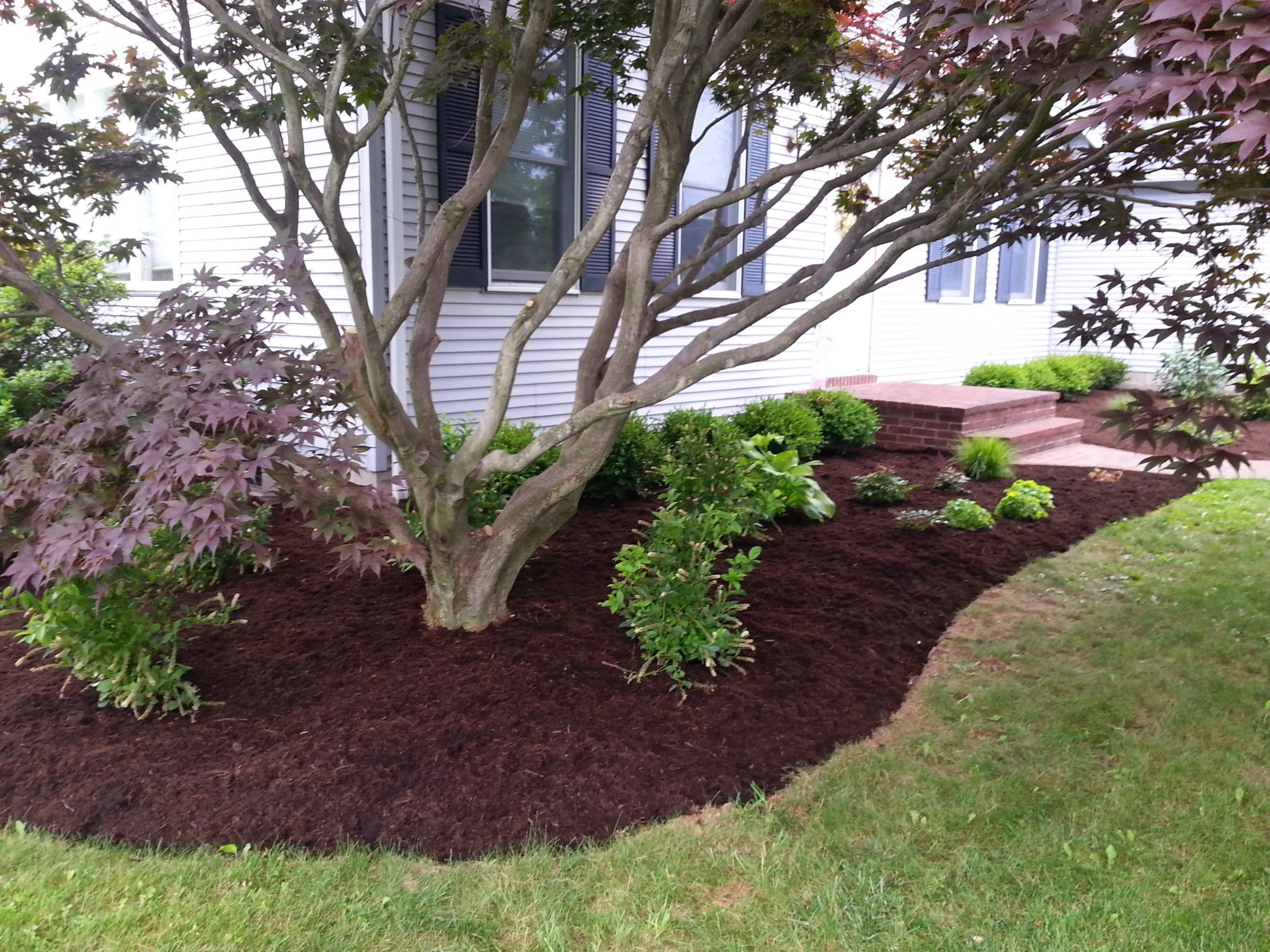 Mulched garden bed with tree and shrubs
