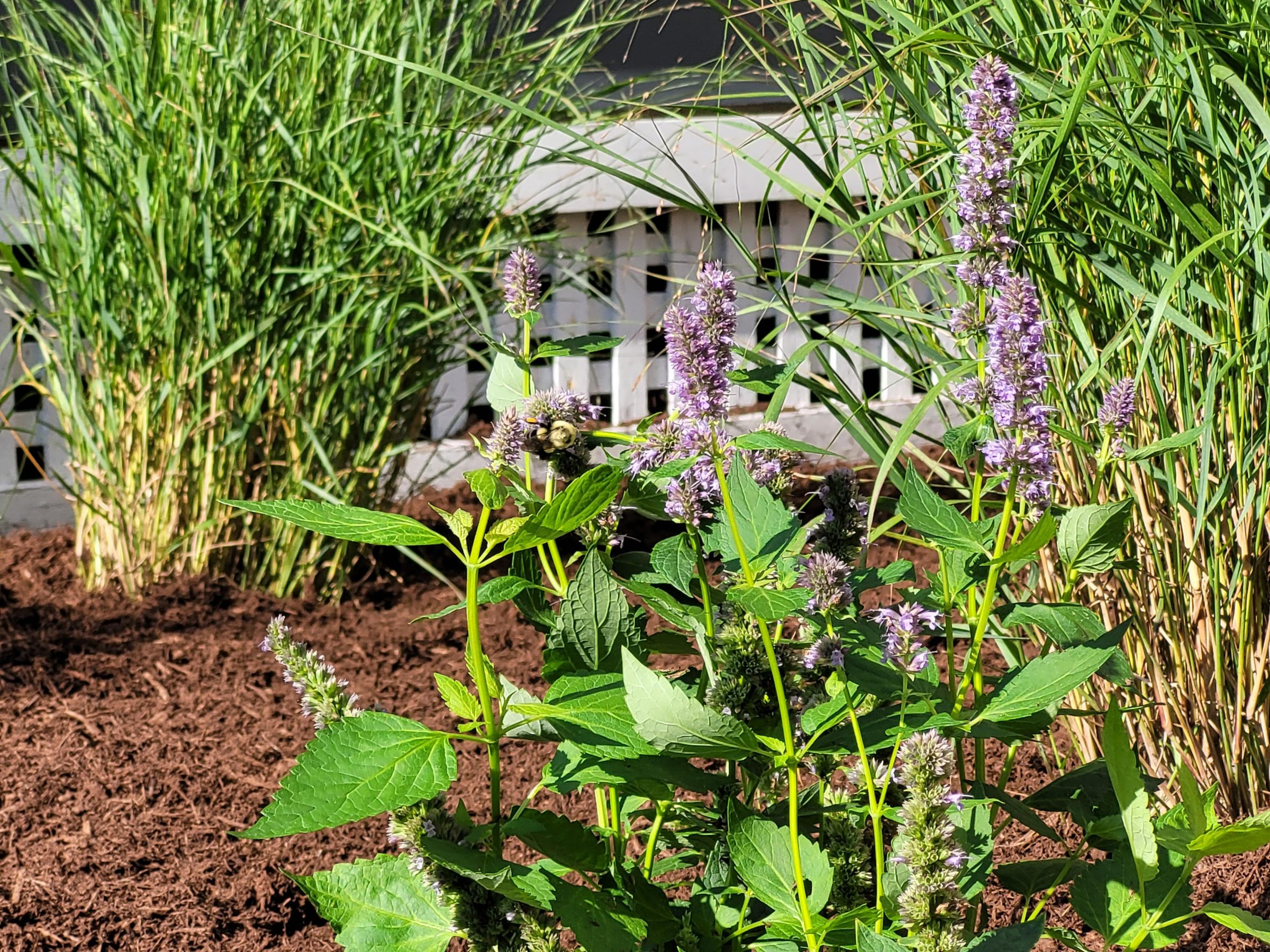 Garden with purple flowers and green leaves.