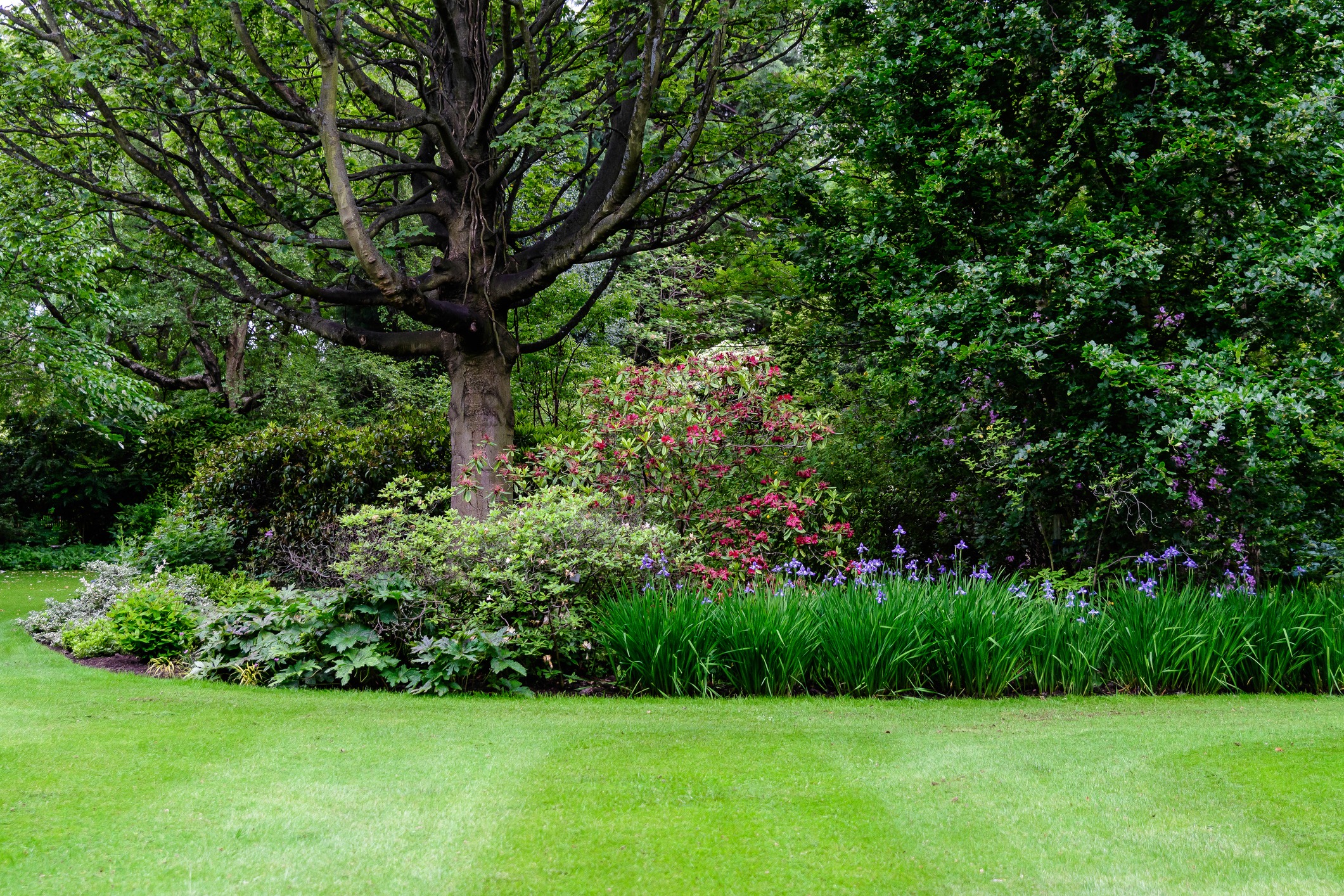 Lush garden with large tree and blooming flowers