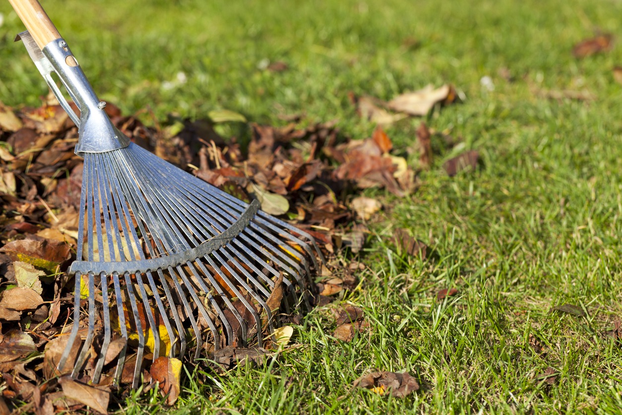 Rake gathering autumn leaves on grass.