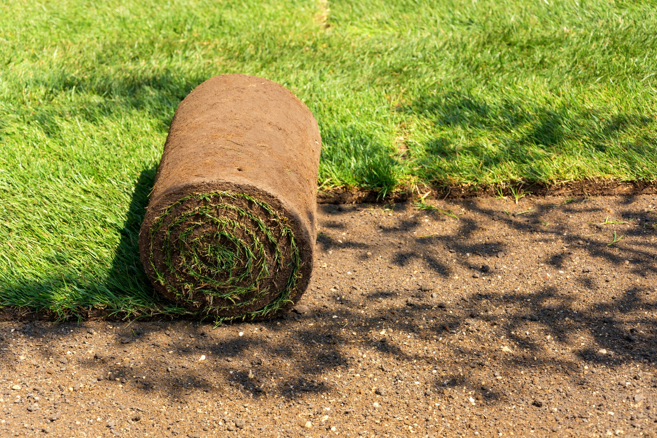 Roll of sod on soil surface