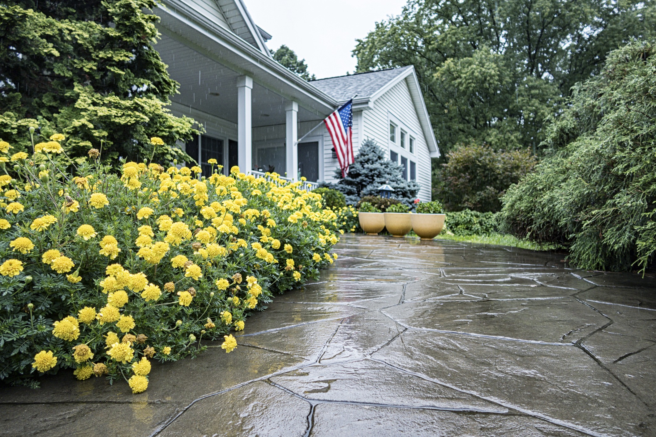 Rainy day on patio with yellow flowers.