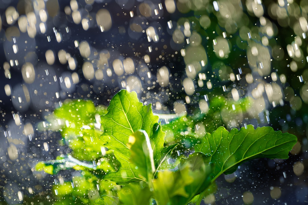 Green leaves under rainfall with bokeh effect