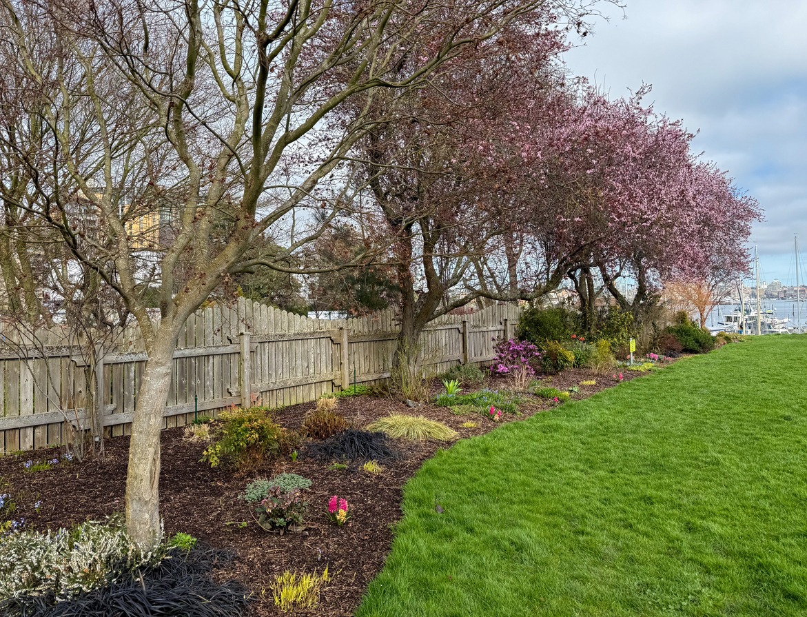 Spring garden with trees and flowers