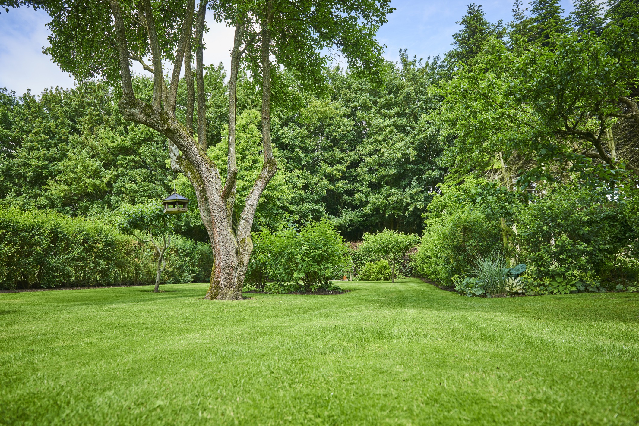 Lush green garden with tree and bird feeder