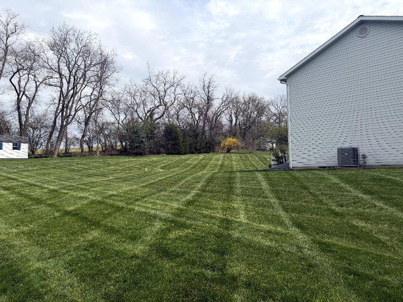 Freshly mowed lawn beside a white house