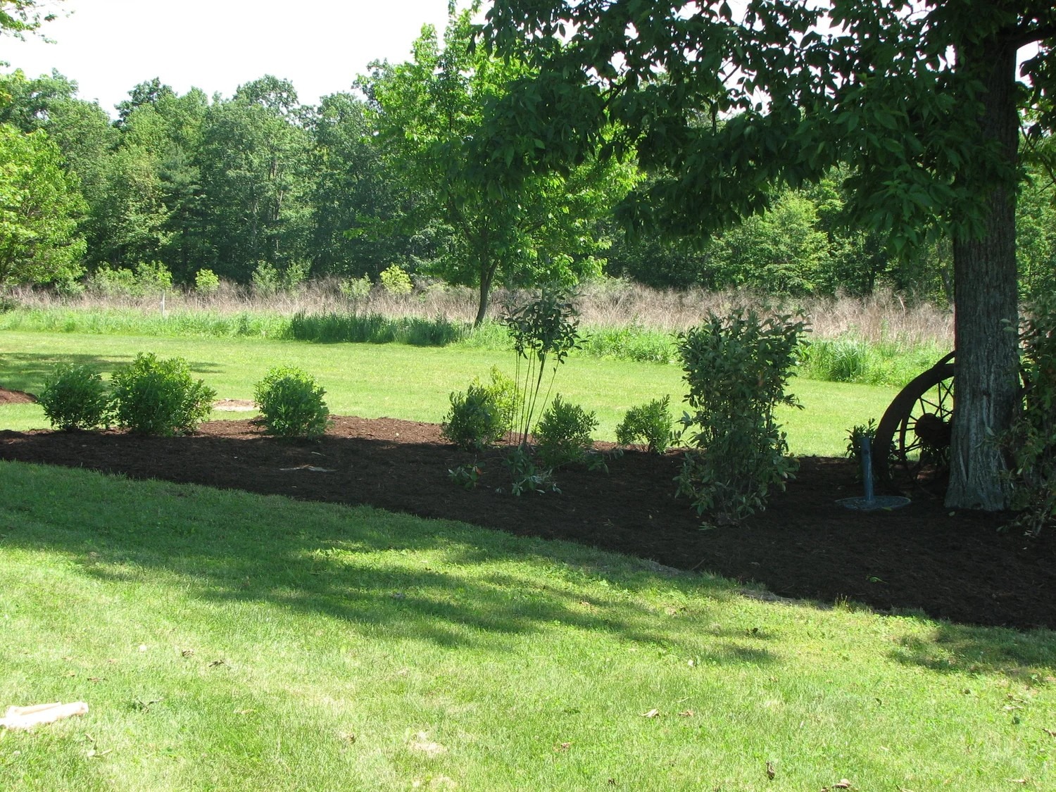 Serene backyard garden with greenery
