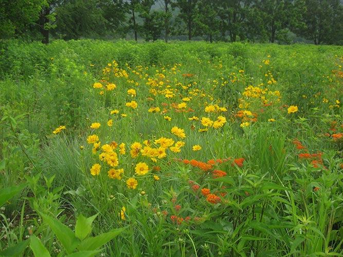Wildflower meadow with yellow and orange blooms