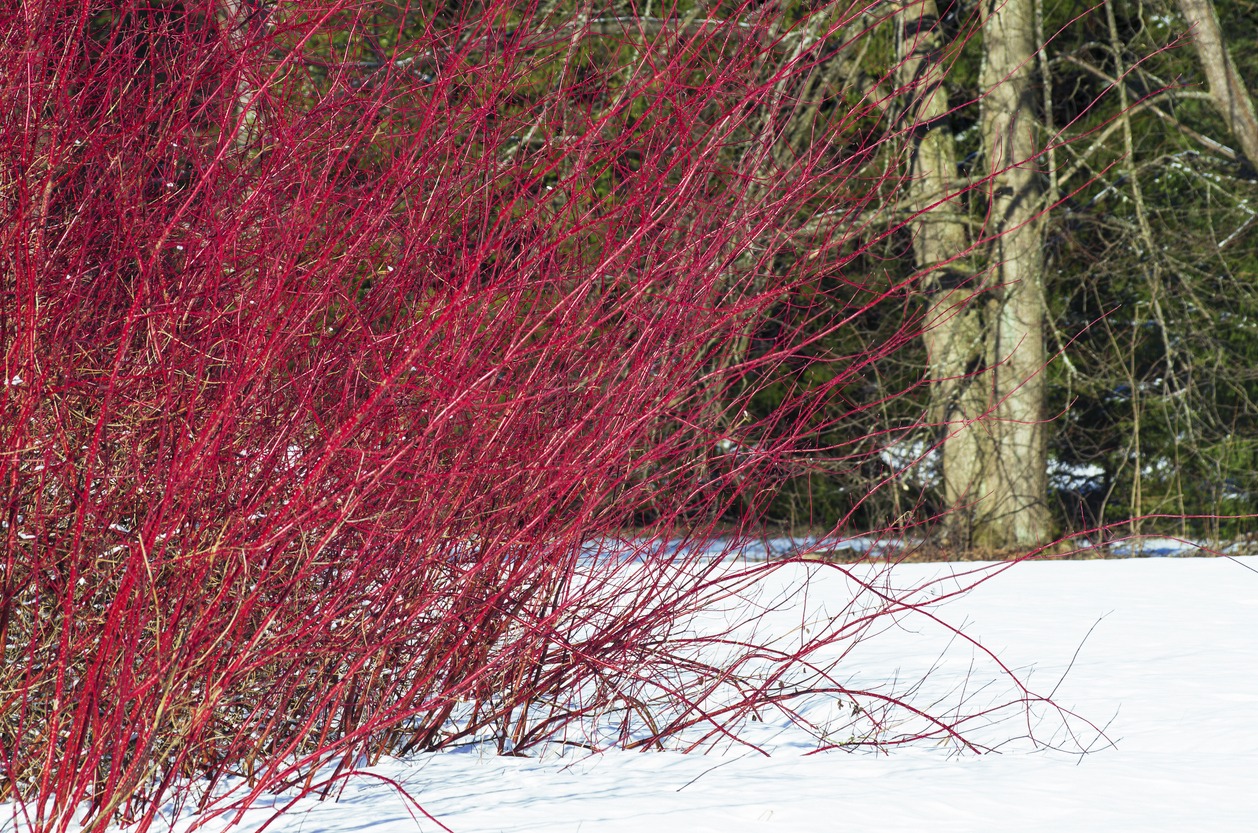 Bright red dogwood branches in snowy landscape